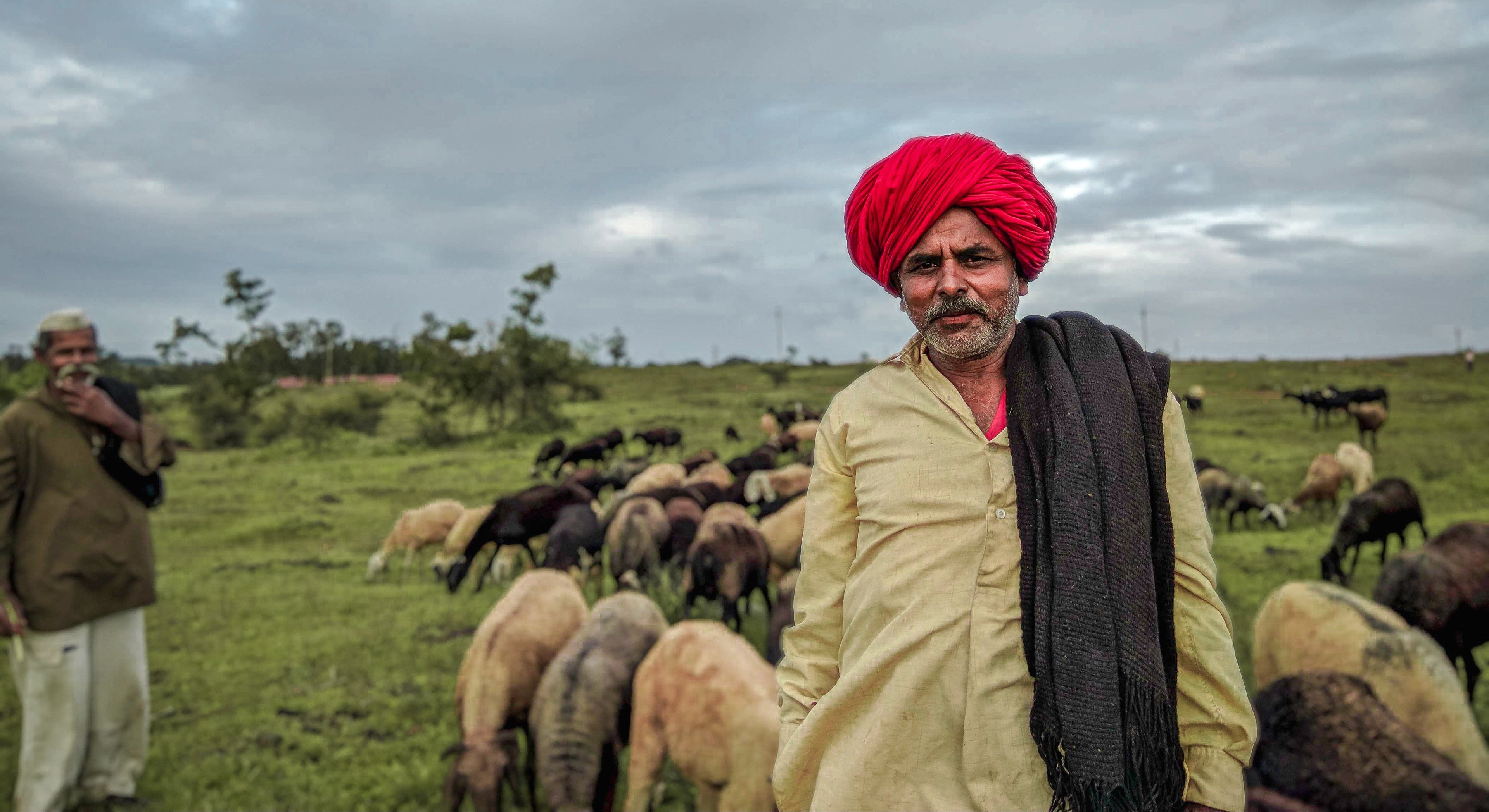 Man in a red turban standing among sheep in a grassy field with a cloudy sky.